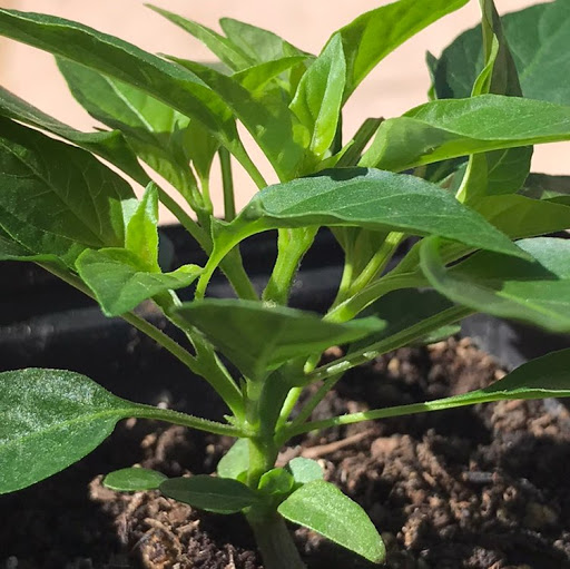 Ben Gonzales Photo 17