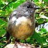 David Hardy Photo 44