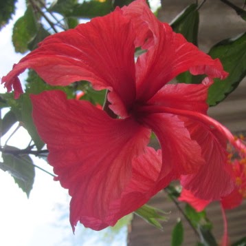 Sharon Daugherty Photo 39
