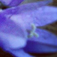 Tracy Frazier Photo 35