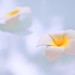 Tanya Flowers Photo 34