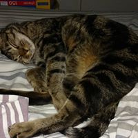 Joseph Klatt Photo 15