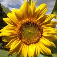 Judith Cannon Photo 26