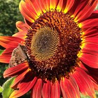 Robert Overman Photo 18