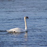 Marianne Roberts Photo 16