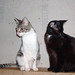 Alice Max Photo 15