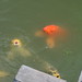 David Koi Photo 9