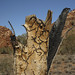Jessie Stump Photo 10