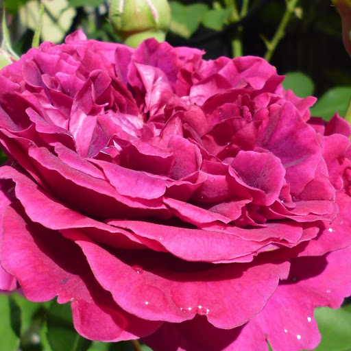 Sharon Sharp Photo 13