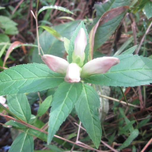 Sarah Flood Photo 13