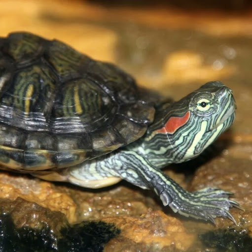 Vicente Ramirez Photo 15 Vicente Ramirez Photo 15