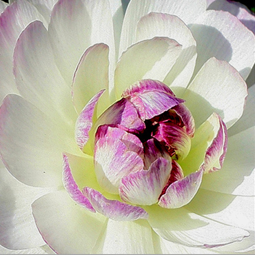 Jill Peterson Photo 25