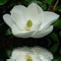 Suzanne Cohen Photo 39