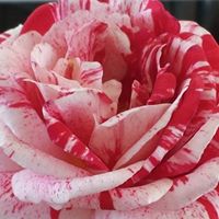 Cathy Faulkner Photo 33