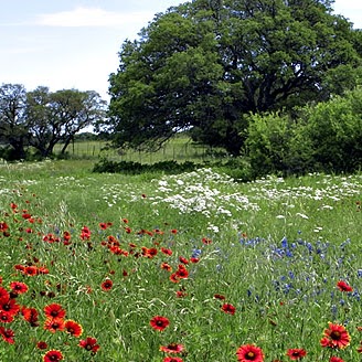 Cindy Mccarthy Photo 13