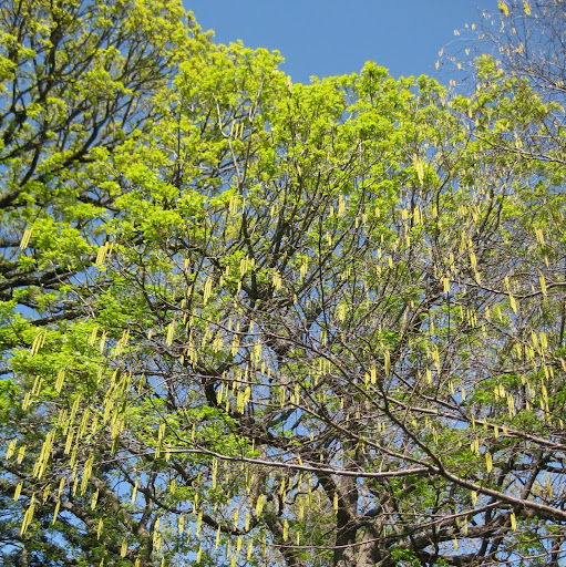 Stephanie Schumacher Photo 31