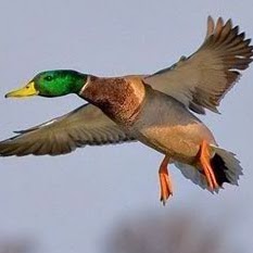 Greg Patrick Photo 27