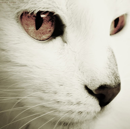 Meredith Chen Photo 12