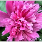 Sandra Pickett Photo 1