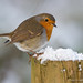Robin Post Photo 14