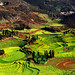 Ping Luo Photo 24