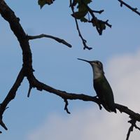 Deloris Bailey Photo 5