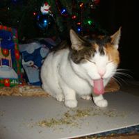 Stacey Sears Photo 12