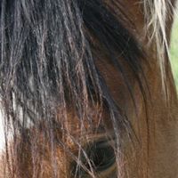 Debra Dennis Photo 20