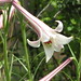 Joseph Wilder Photo 24