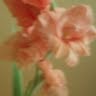 Gloria Simms Photo 16