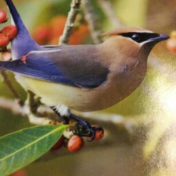 Carole Mccarthy Photo 31