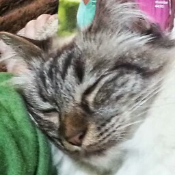 Kristen Schwartz Photo 30 Kristen Schwartz Photo 30