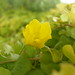 Jenny Golden Photo 7