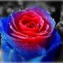 Catherine Becker Photo 26