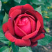 Janice Rosas Photo 14