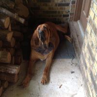 Dianne Medlock Photo 3
