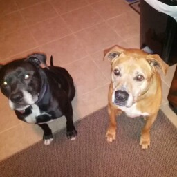 Laura Donovan Photo 41