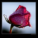 Rose Shields Photo 29