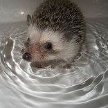 George Robins Photo 10