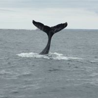 Kathy Rankin Photo 9