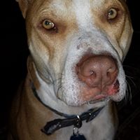 Susan Kenny Photo 30