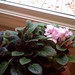 Dianne Green Photo 29