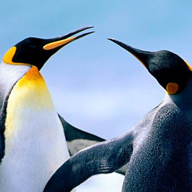 Dianne Harrison Photo 33