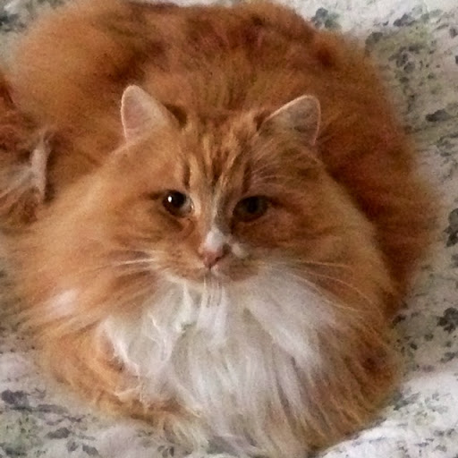 Kenneth Persson Photo 14