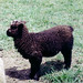Janet Lamb Photo 26