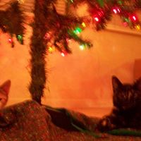 Lisa Sherman Photo 9 Lisa Sherman Photo 9