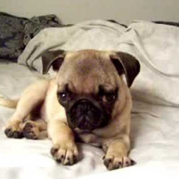 Julia Dunlap Photo 31