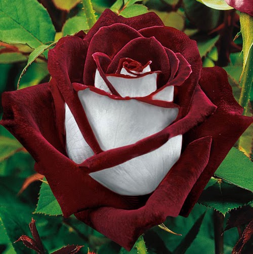 Shawna Patterson Photo 6