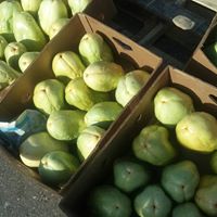 Frank Mcpherson Photo 9