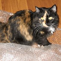 Toni Merritt Photo 11